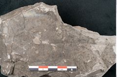 Foto (Detailansicht) von Ficus deschmanni Ettingshausen (NHMW-GEO-2024-0188-7989)